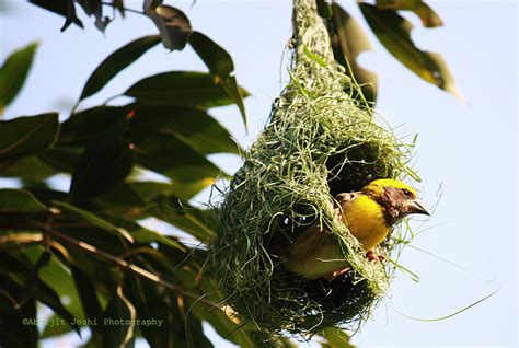 sugran bird|picture of a weaver.